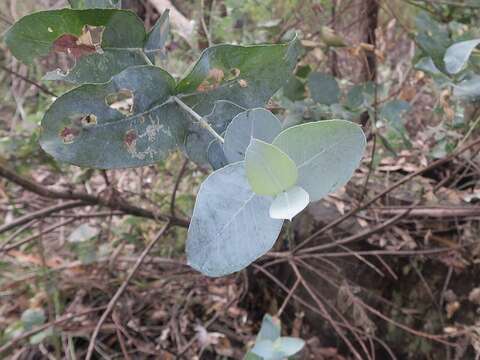 Sivun Eucalyptus globulus subsp. maidenii (F. Müll.) Kirkpatrick kuva