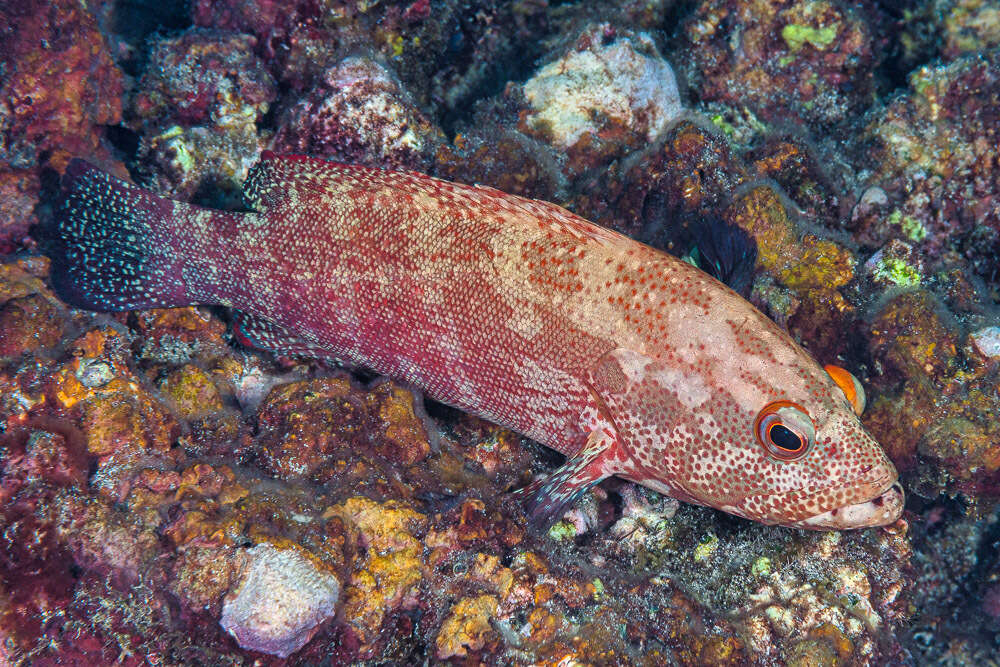 Image of Banded-tail Coral-cod