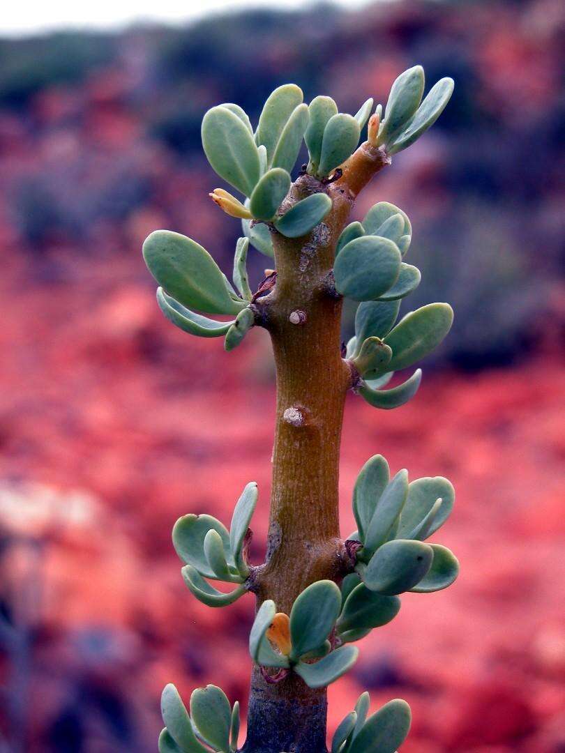 Imagem de Othonna cerarioides