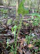 Слика од Arisaema triphyllum (L.) Schott