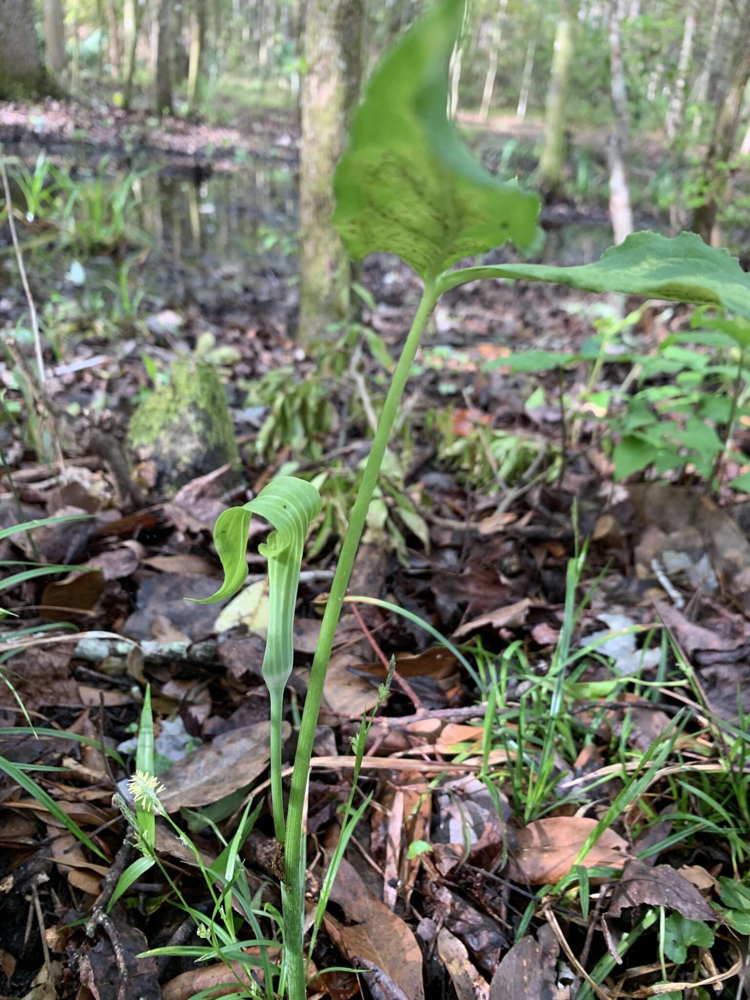 Слика од Arisaema triphyllum (L.) Schott