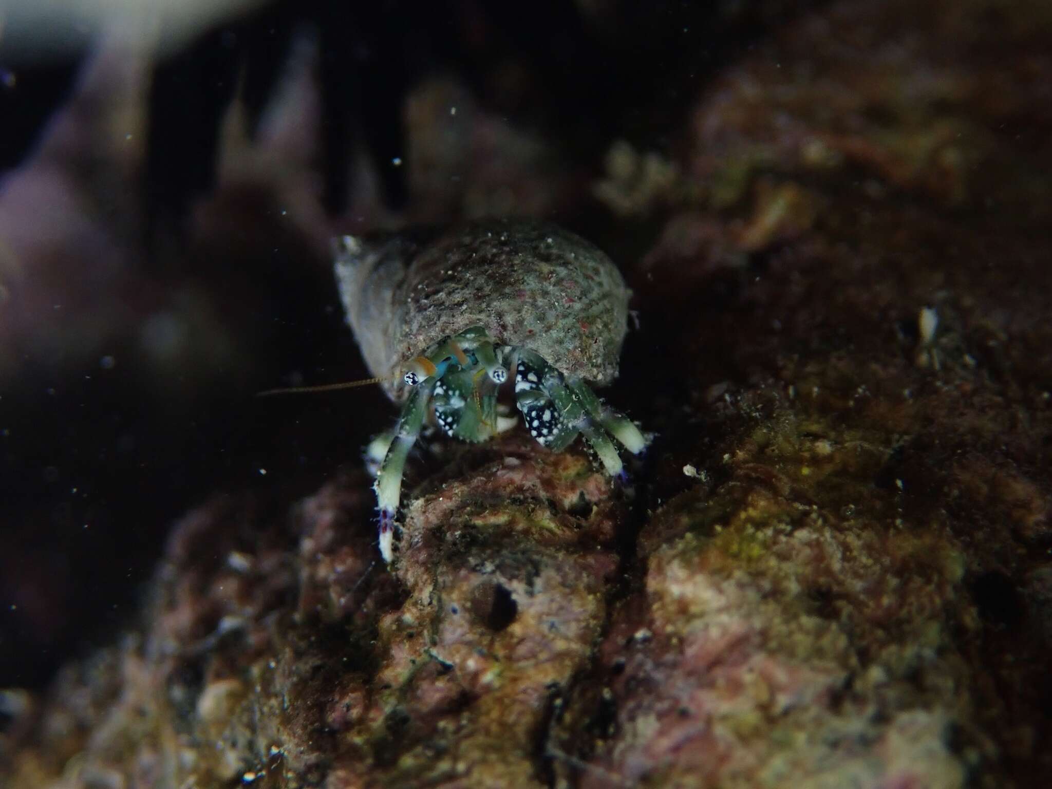 Image of green hermit crab