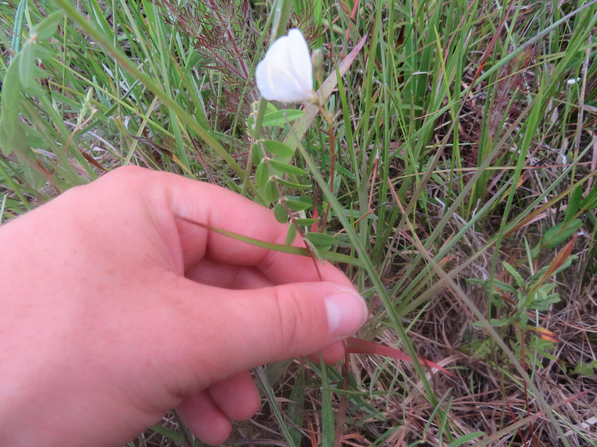 Слика од Tephrosia hispidula (Michx.) Pers.