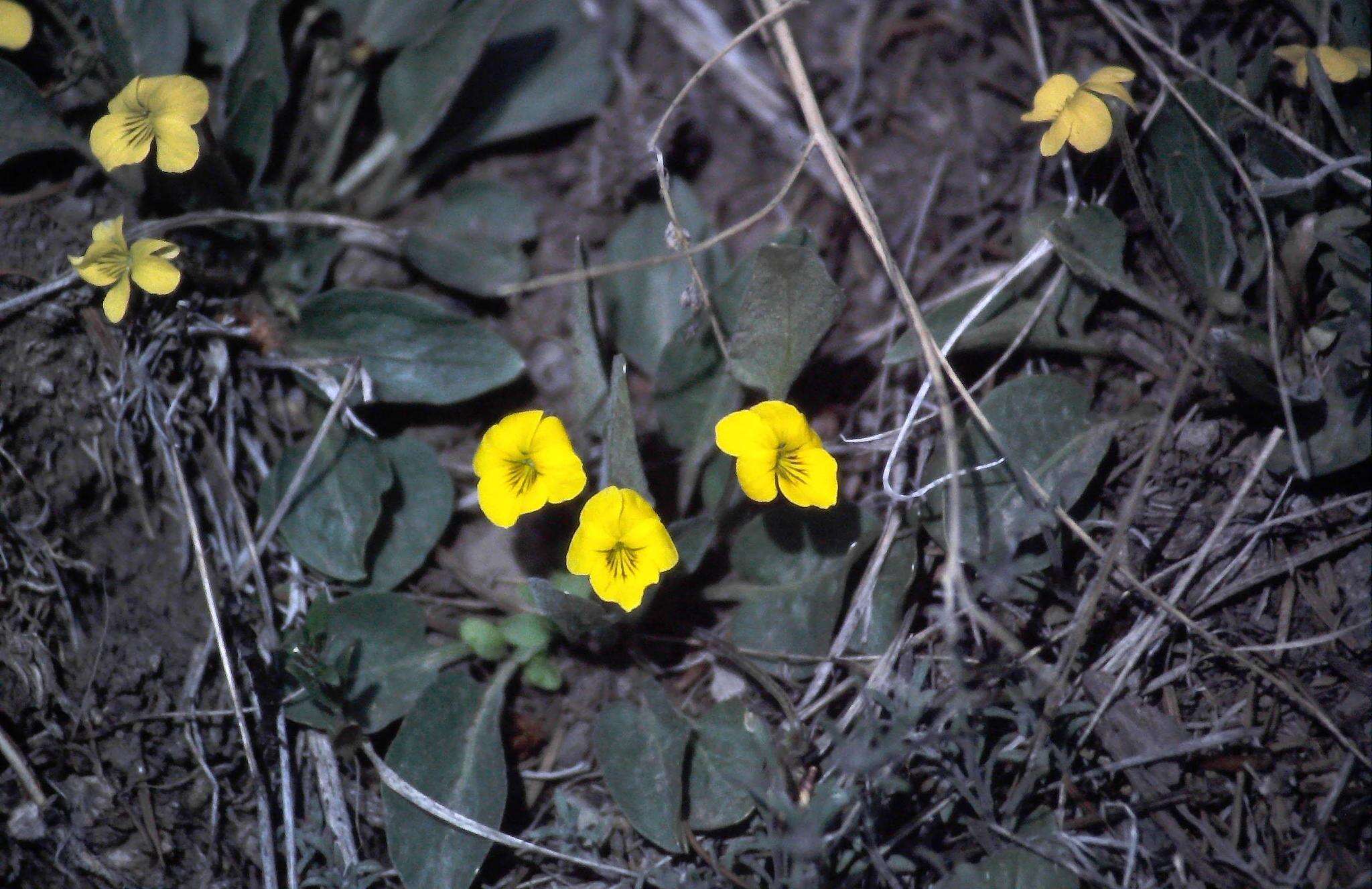 Image of Nuttall's violet