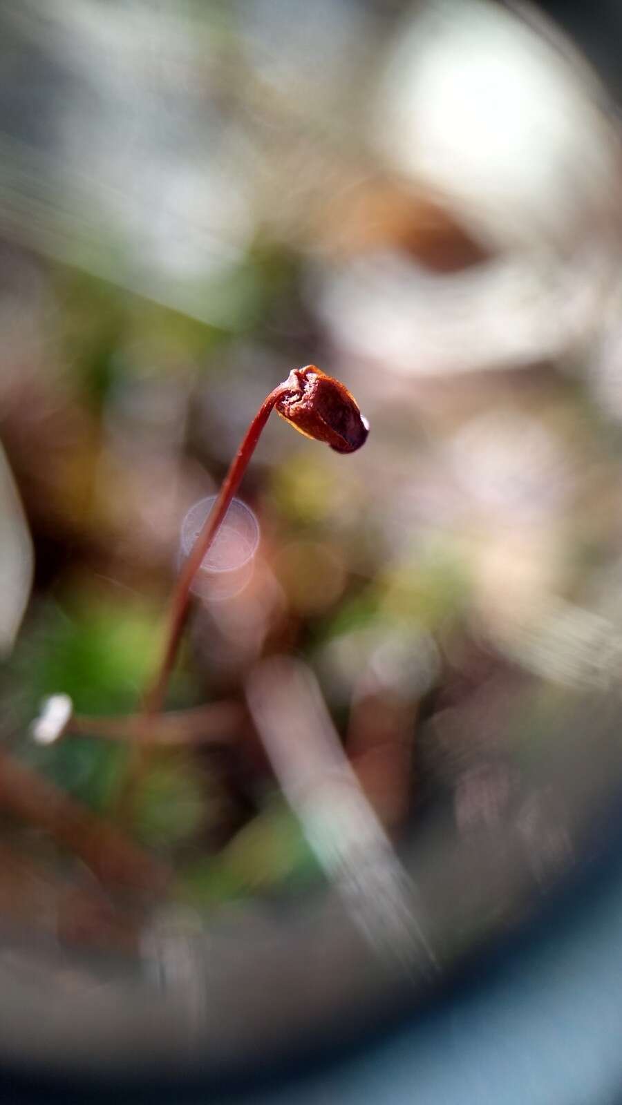 Image of <i>Polytrichum pallidisetum</i>