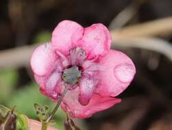 Image of Diascia barberae Hook. fil.