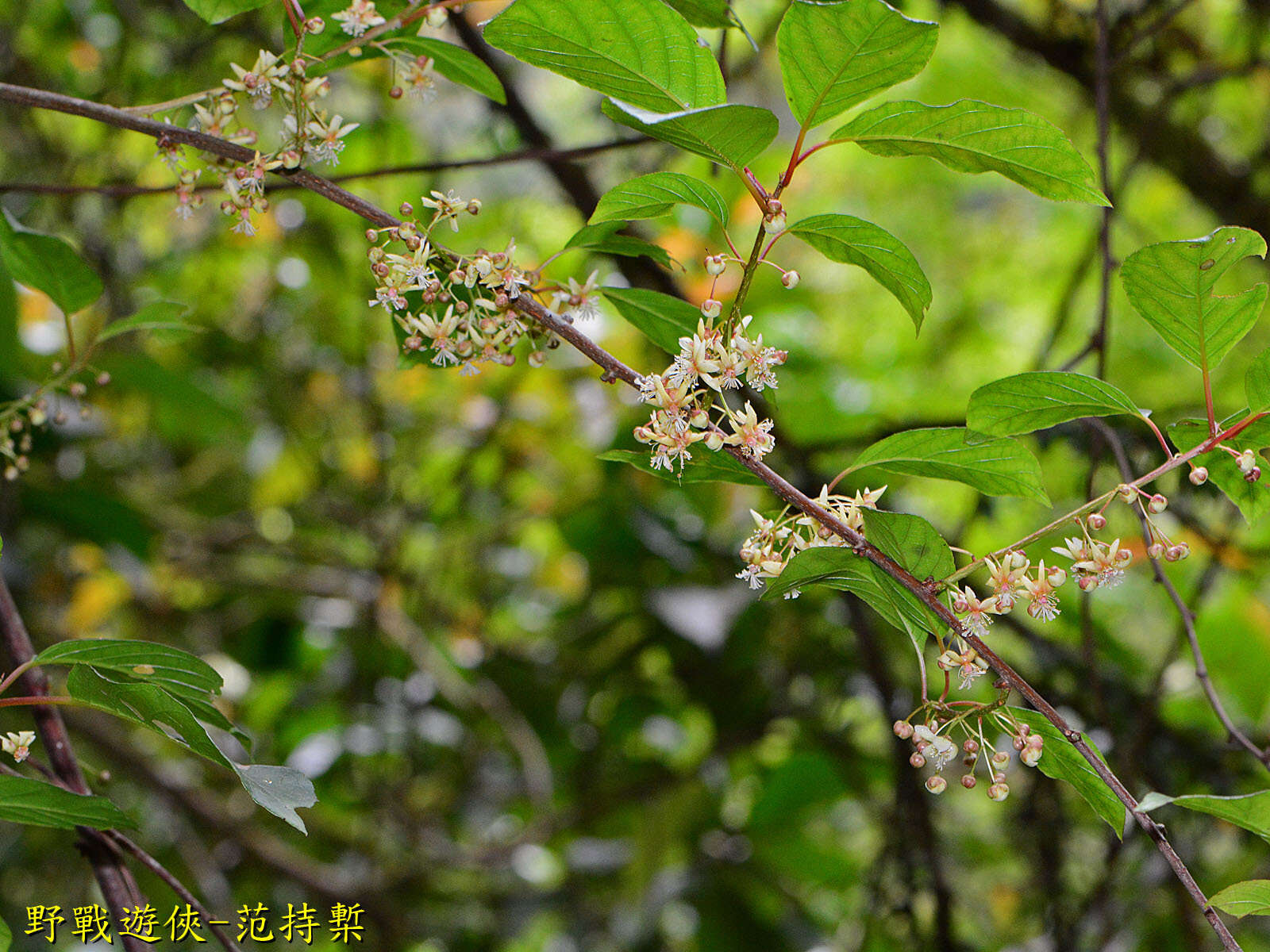 Image of Actinidia callosa var. discolor C. F. Liang