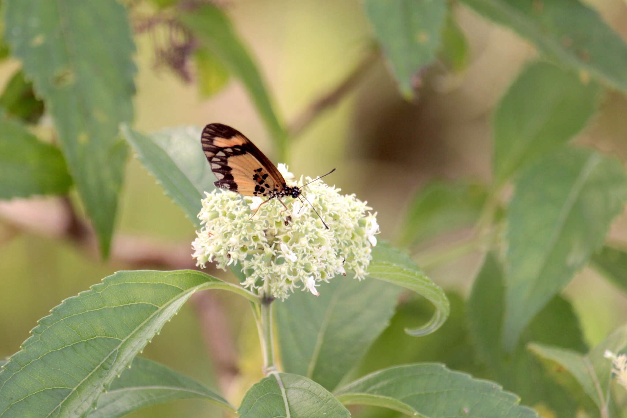 Image of <i>Acraea <i>bonasia</i></i> bonasia