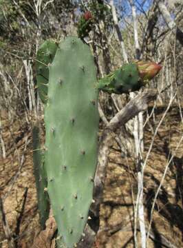 Image of <i>Opuntia karwinskiana</i>