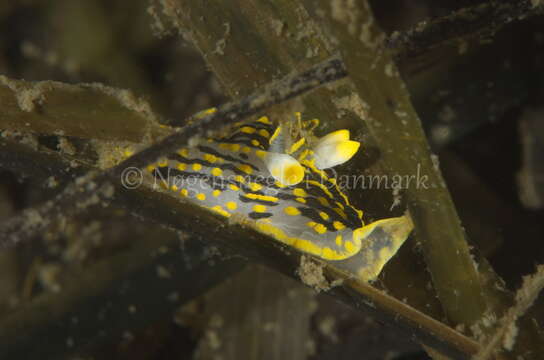 Plancia ëd Polycera quadrilineata (O. F. Müller 1776)