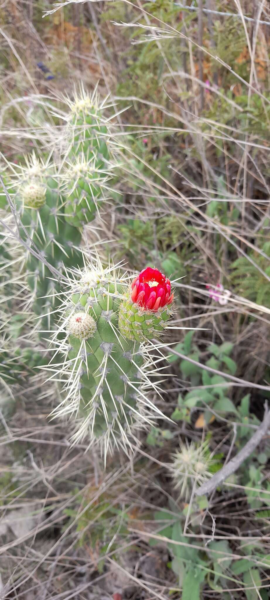 Image of cane cactus