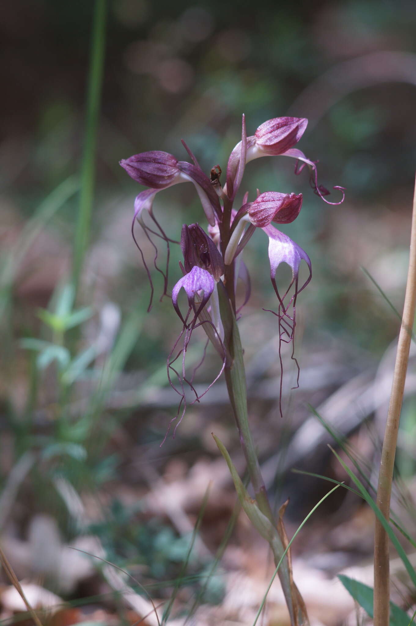 Image of Komper's Orchid