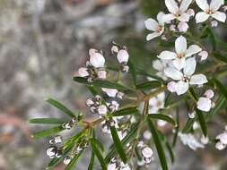 Image of Zieria laevigata Bonpl.