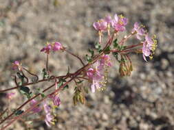 Image of Booth's evening primrose