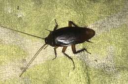 Image of Large Brown Cockroach