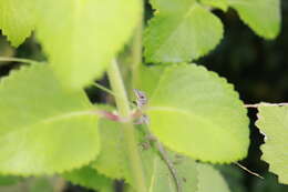 Image of Bronze Anole