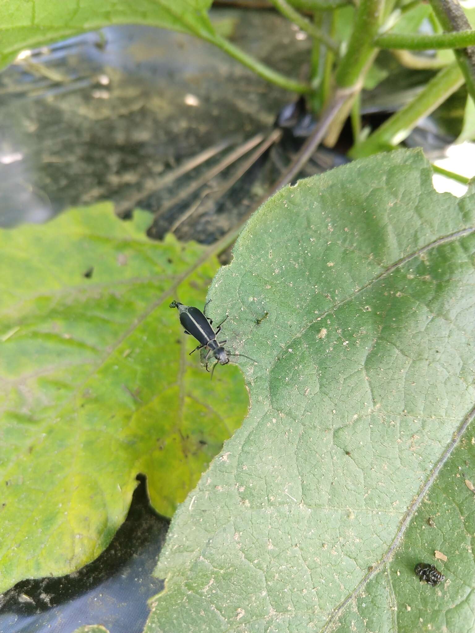 Image of Margined Blister Beetle