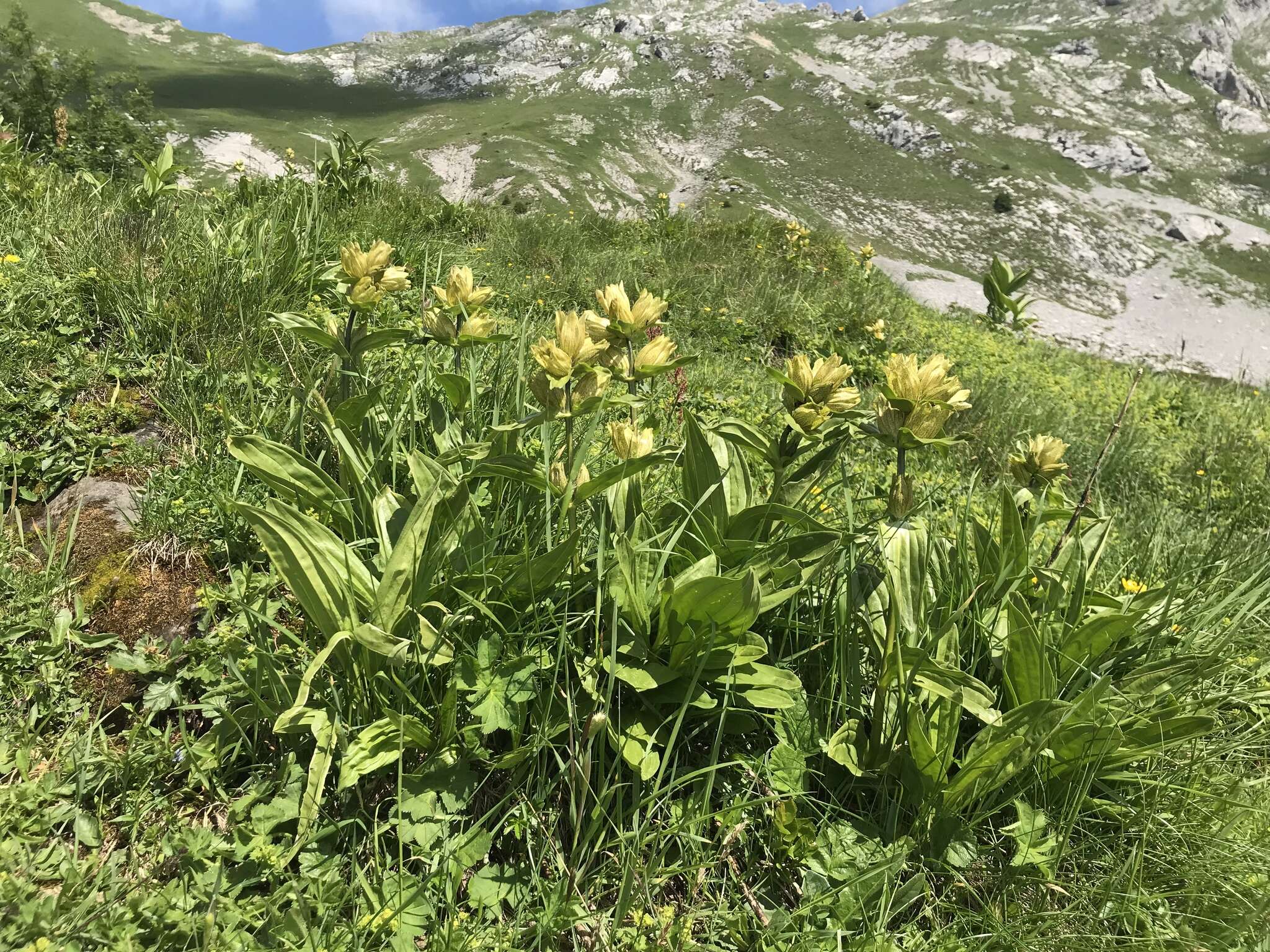 Image of Spotted Gentian