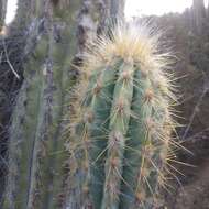 Imagem de Pilosocereus chrysacanthus (F. A. C. Weber) Byles & G. D. Rowley