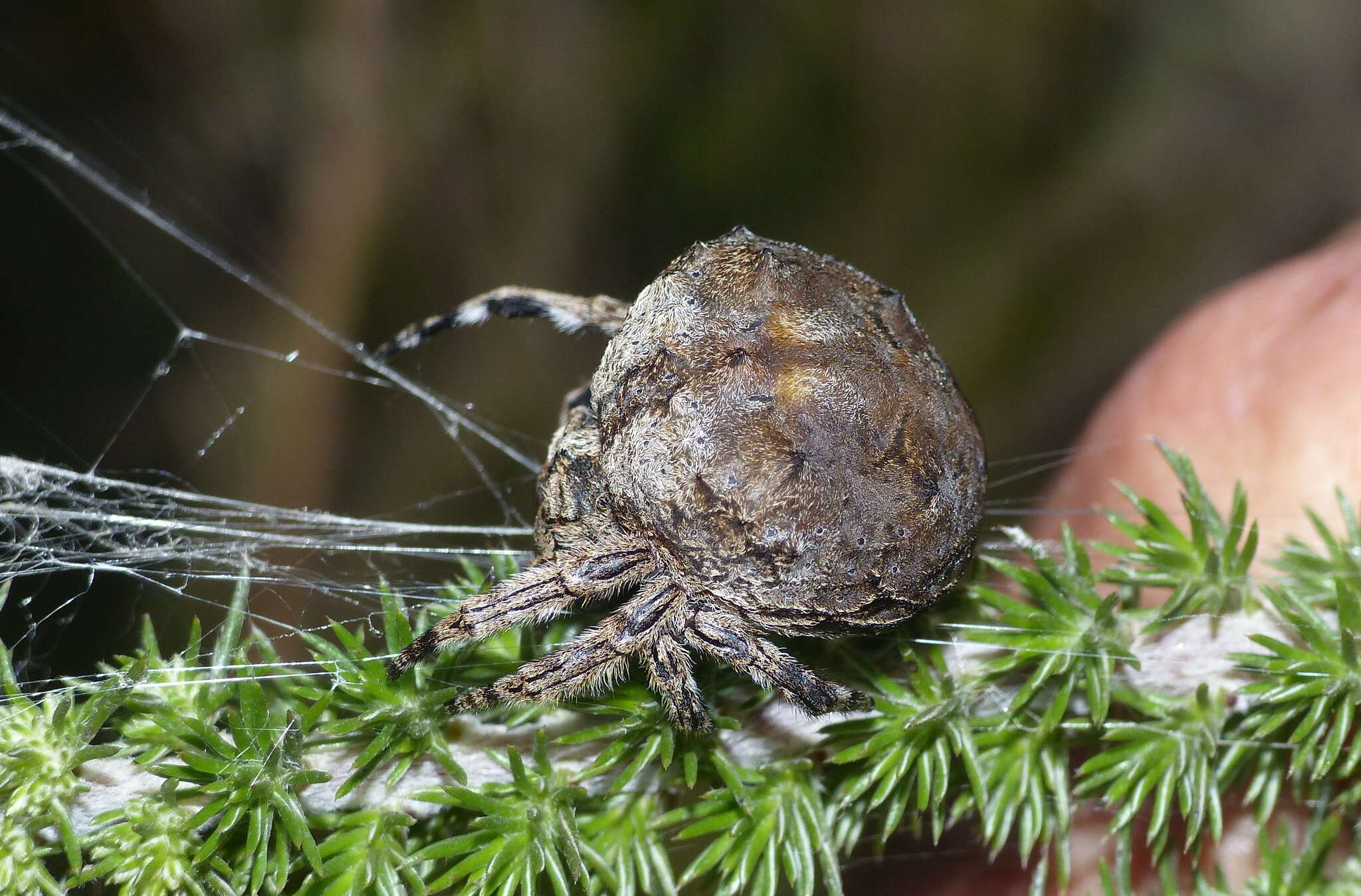 Imagem de Caerostris corticosa Pocock 1902