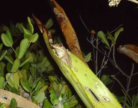 Image of Blacksmith tree frog