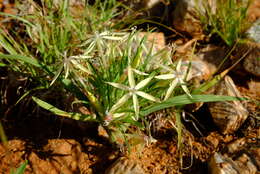 Image of Lapeirousia kalahariensis Goldblatt & J. C. Manning