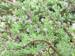 Image of Polygala asbestina Burch.