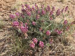 Sivun Astragalus humistratus A. Gray kuva