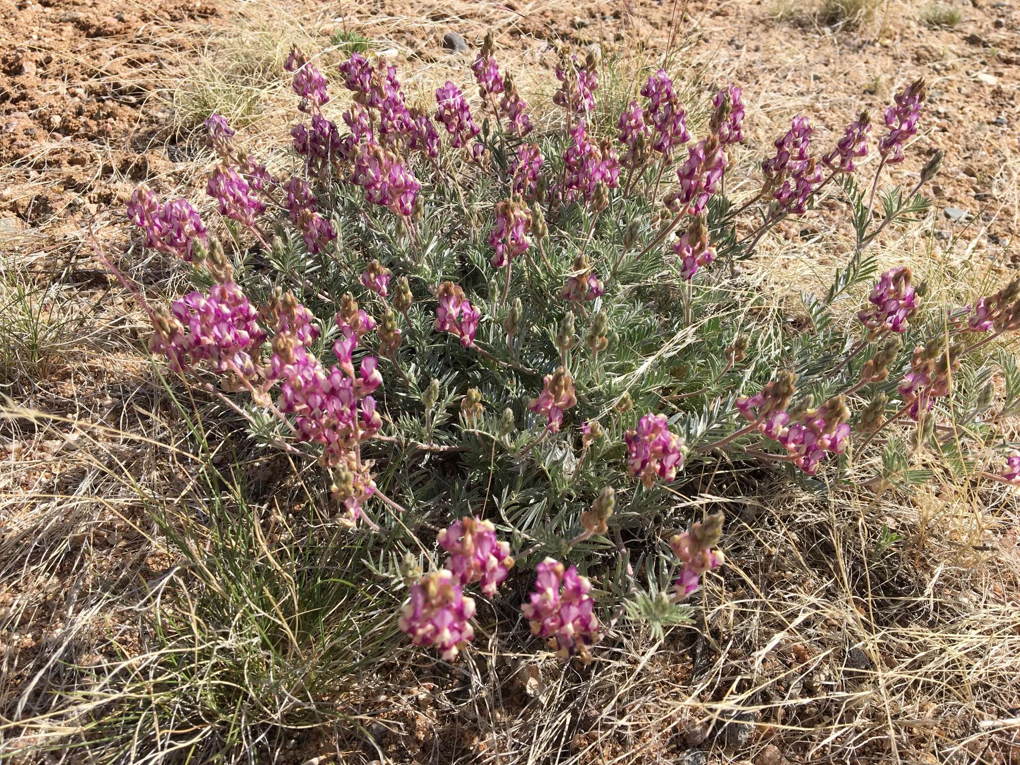 Sivun Astragalus humistratus A. Gray kuva