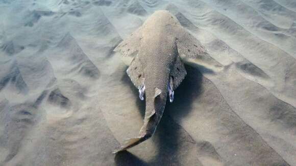 Image of Australian Angel Shark