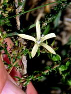 صورة Wahlenbergia nodosa (H. Buek) Lammers