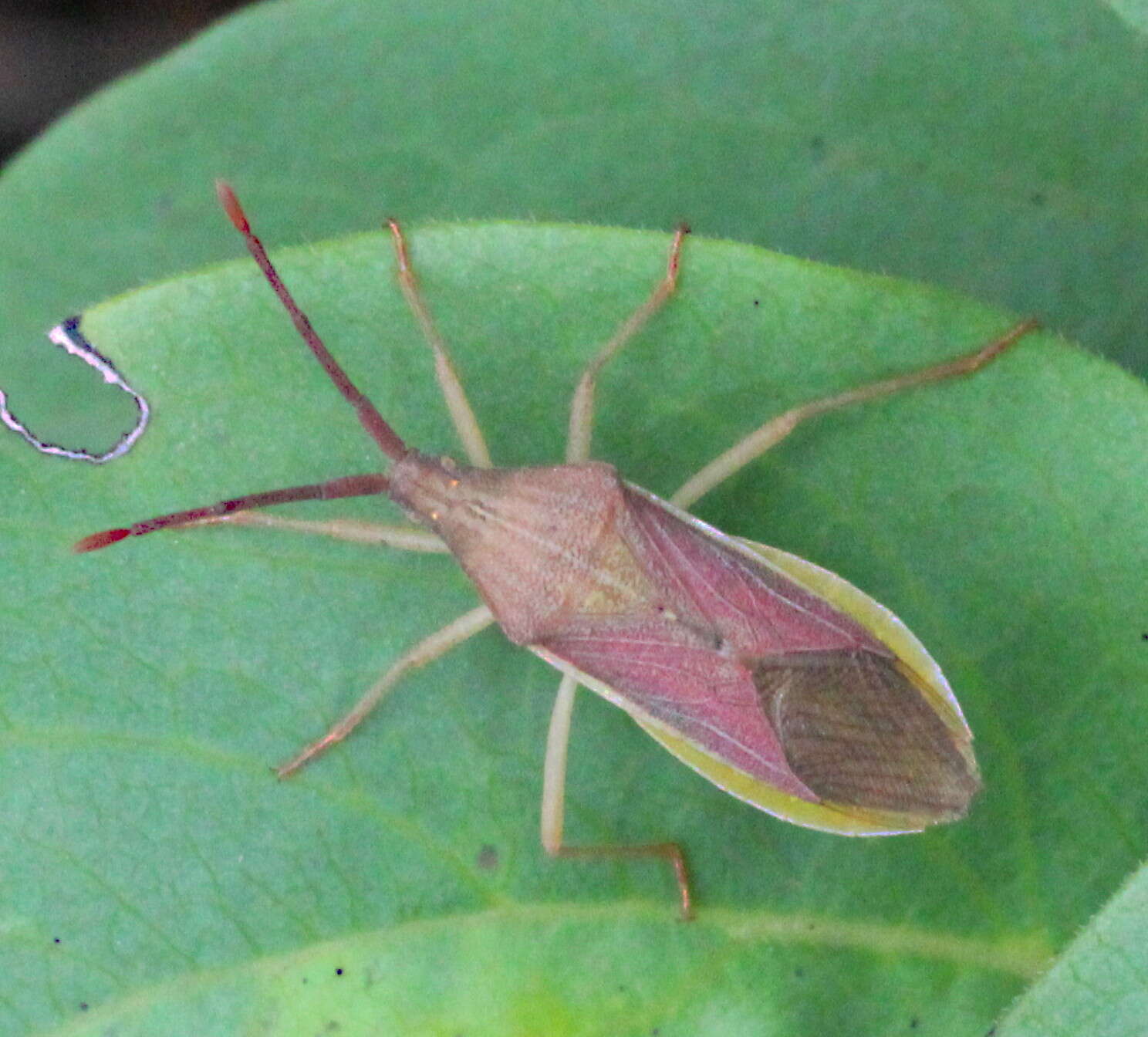 Imagem de Homoeocerus (Tliponius) indus Distant 1918