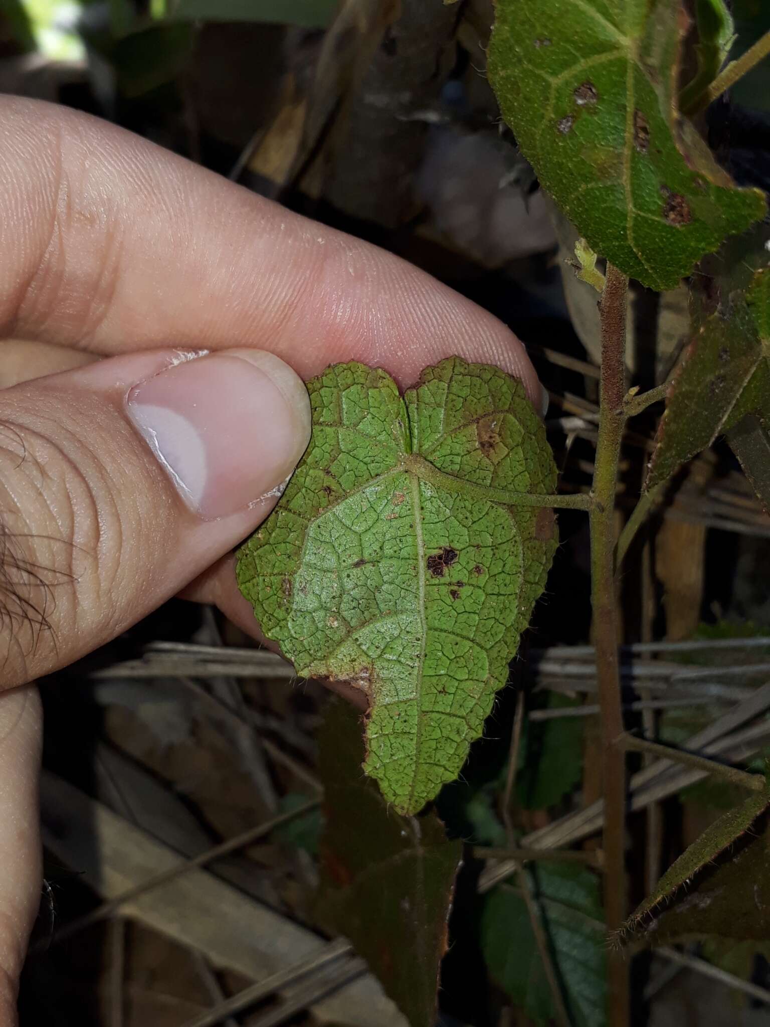 Image of Pavonia rosa-campestris A. St.-Hil.