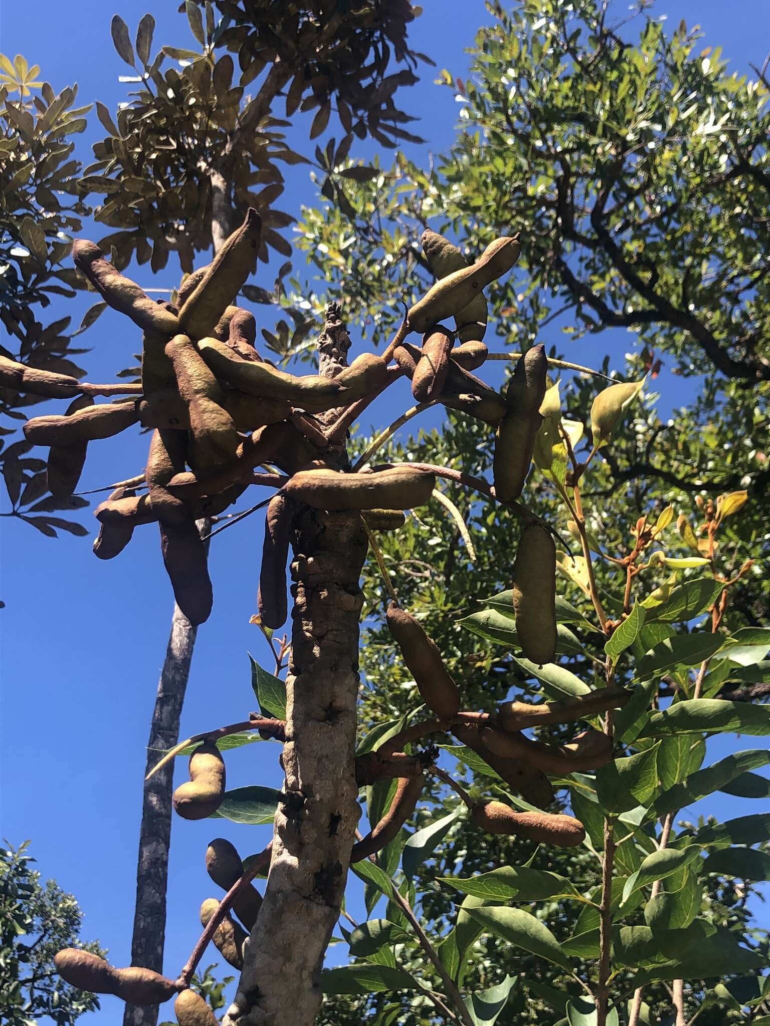 Plancia ëd Stryphnodendron adstringens (Mart.) Coville