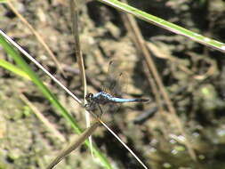 Слика од Aethriamanta gracilis (Brauer 1878)