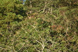 Image of Emerald-collared Parakeet