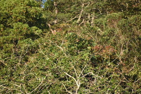 Image of Emerald-collared Parakeet