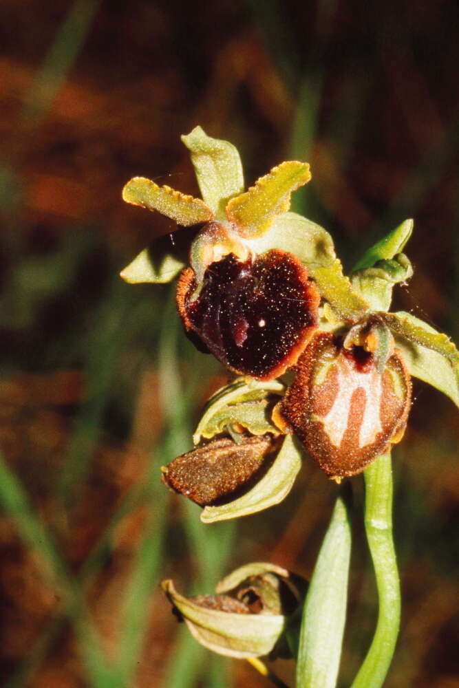 Image of Ophrys sphegodes subsp. passionis (Sennen) Sanz & Nuet