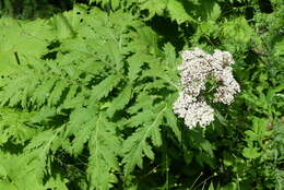 Image of Tanacetum macrophyllum (Waldst. & Kit.) Sch. Bip.