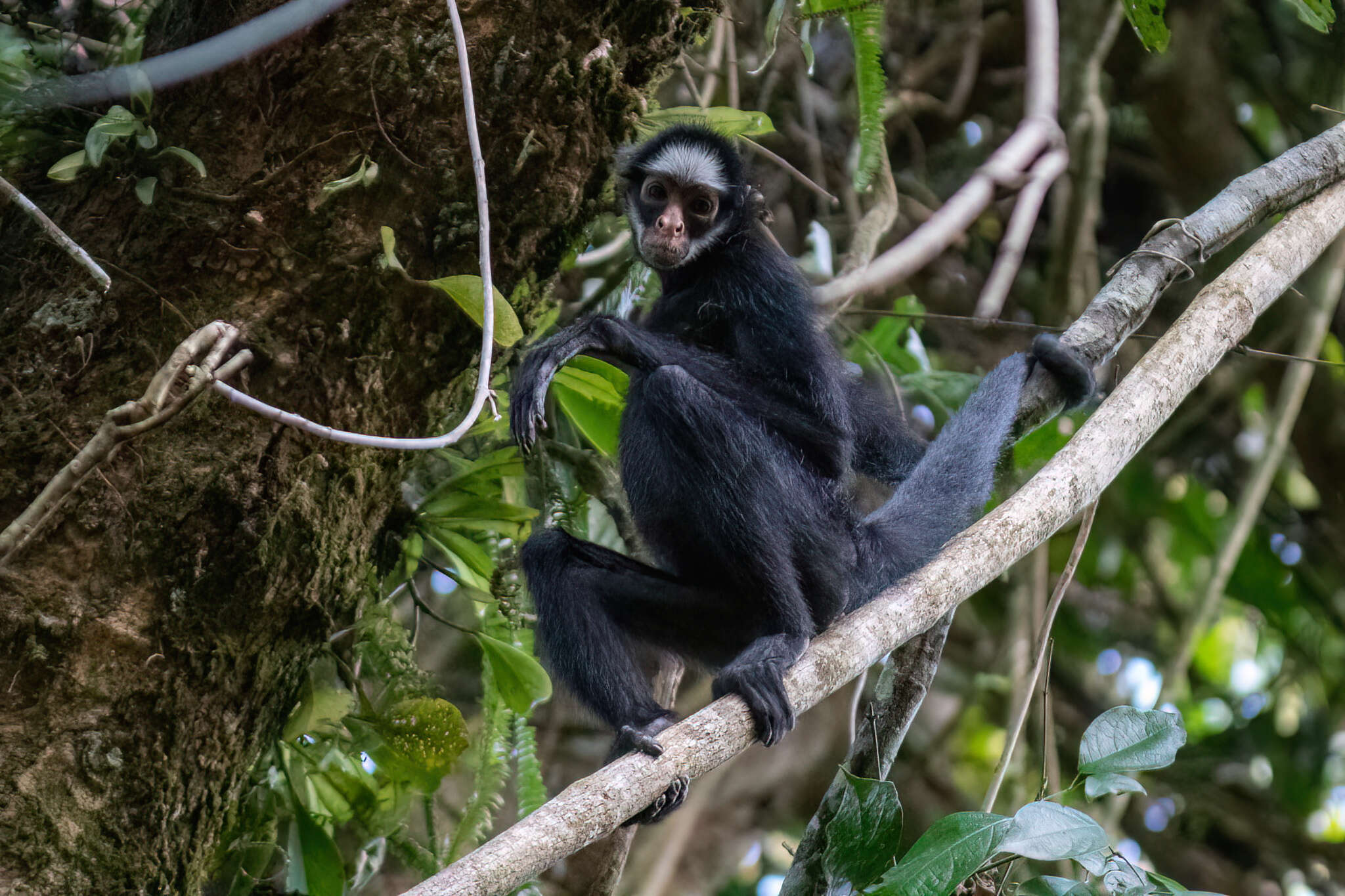 Image of White-cheeked Spider Monkey