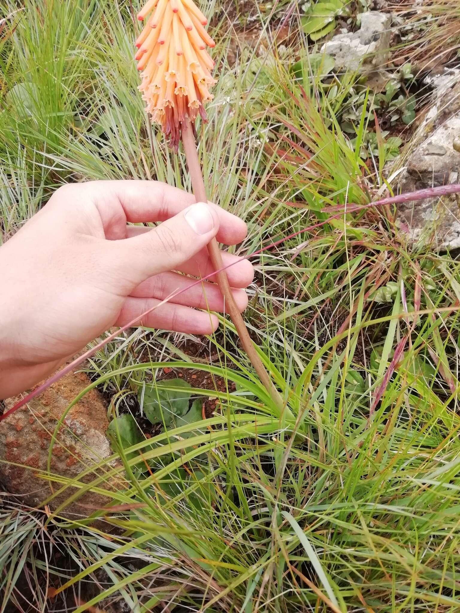 Imagem de Kniphofia galpinii Baker