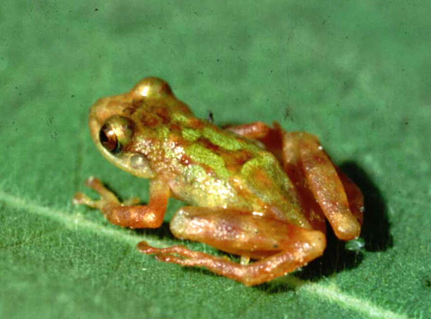 Image of Chiriboga robber frog