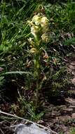 Image of Pedicularis ascendens Schleicher ex Gaudin