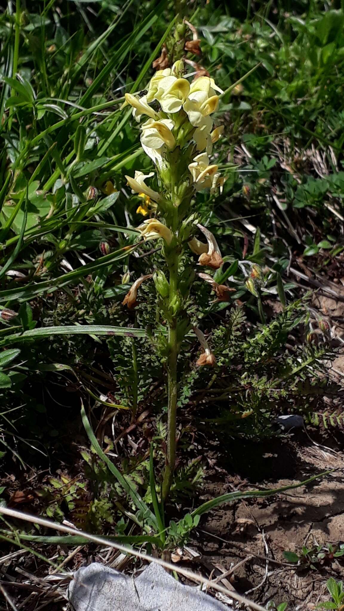 Image of Pedicularis ascendens Schleicher ex Gaudin