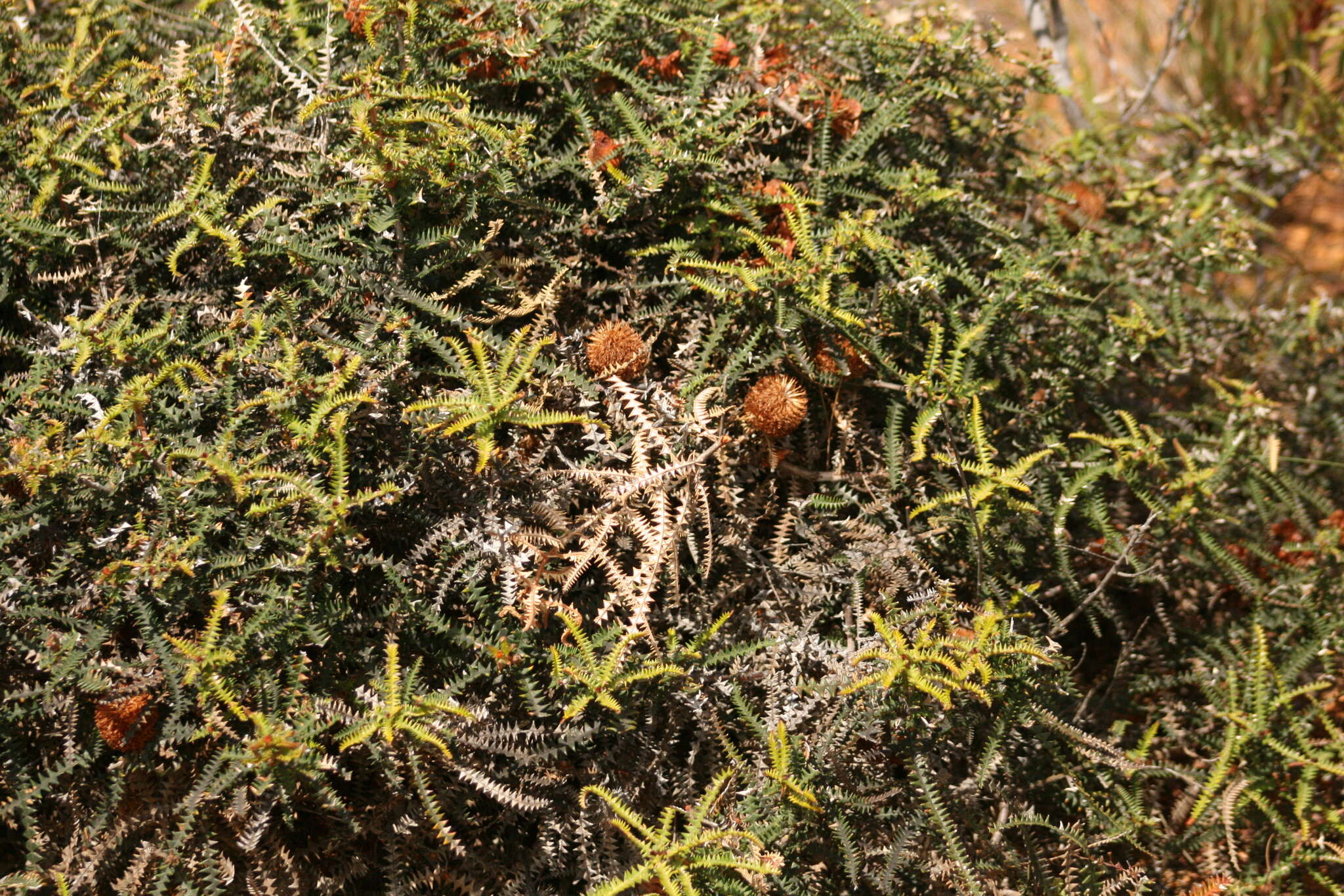 Imagem de Banksia dryandroides Baxter