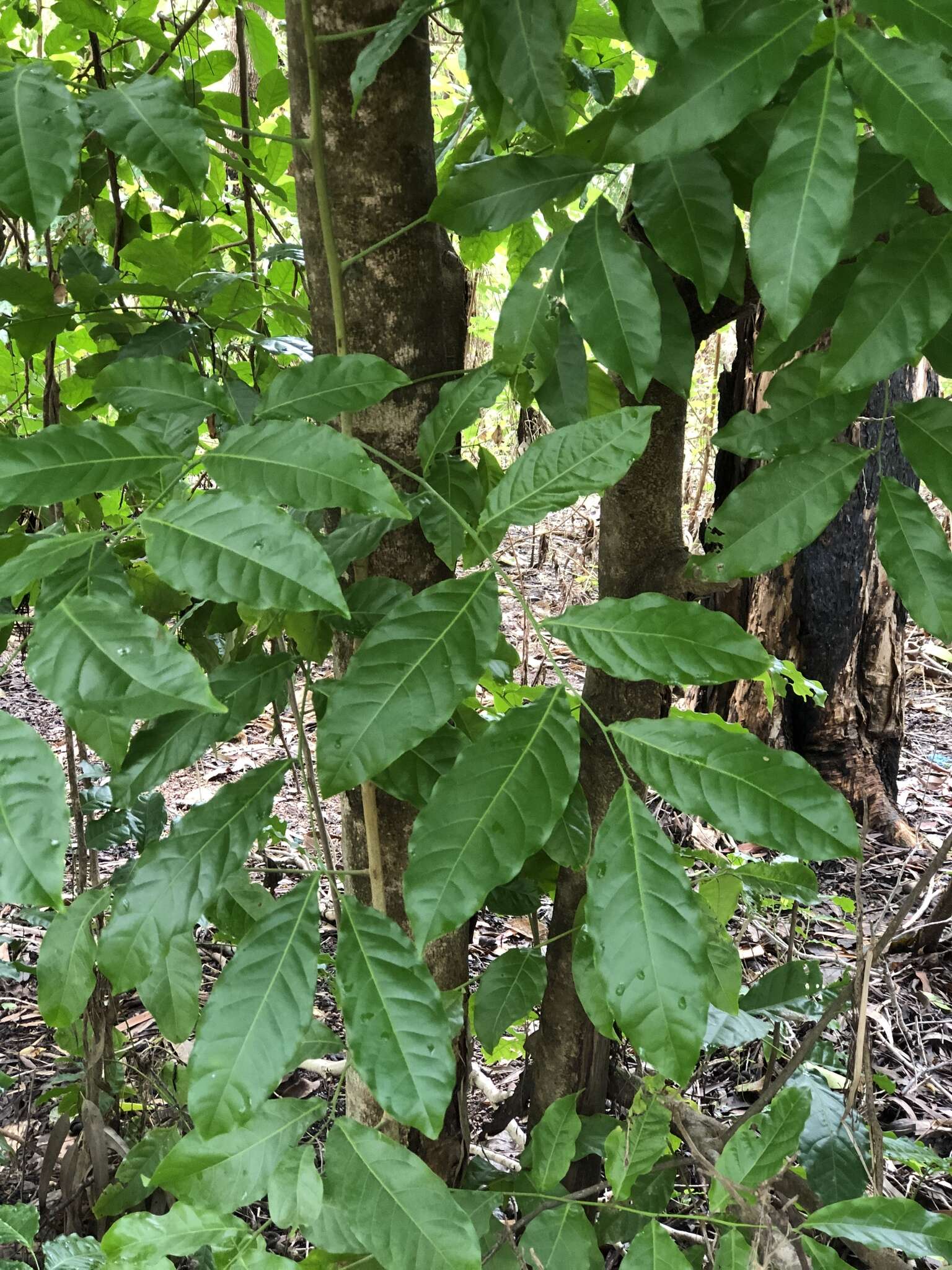 Imagem de Harpullia pendula Planch. ex F. Müll.