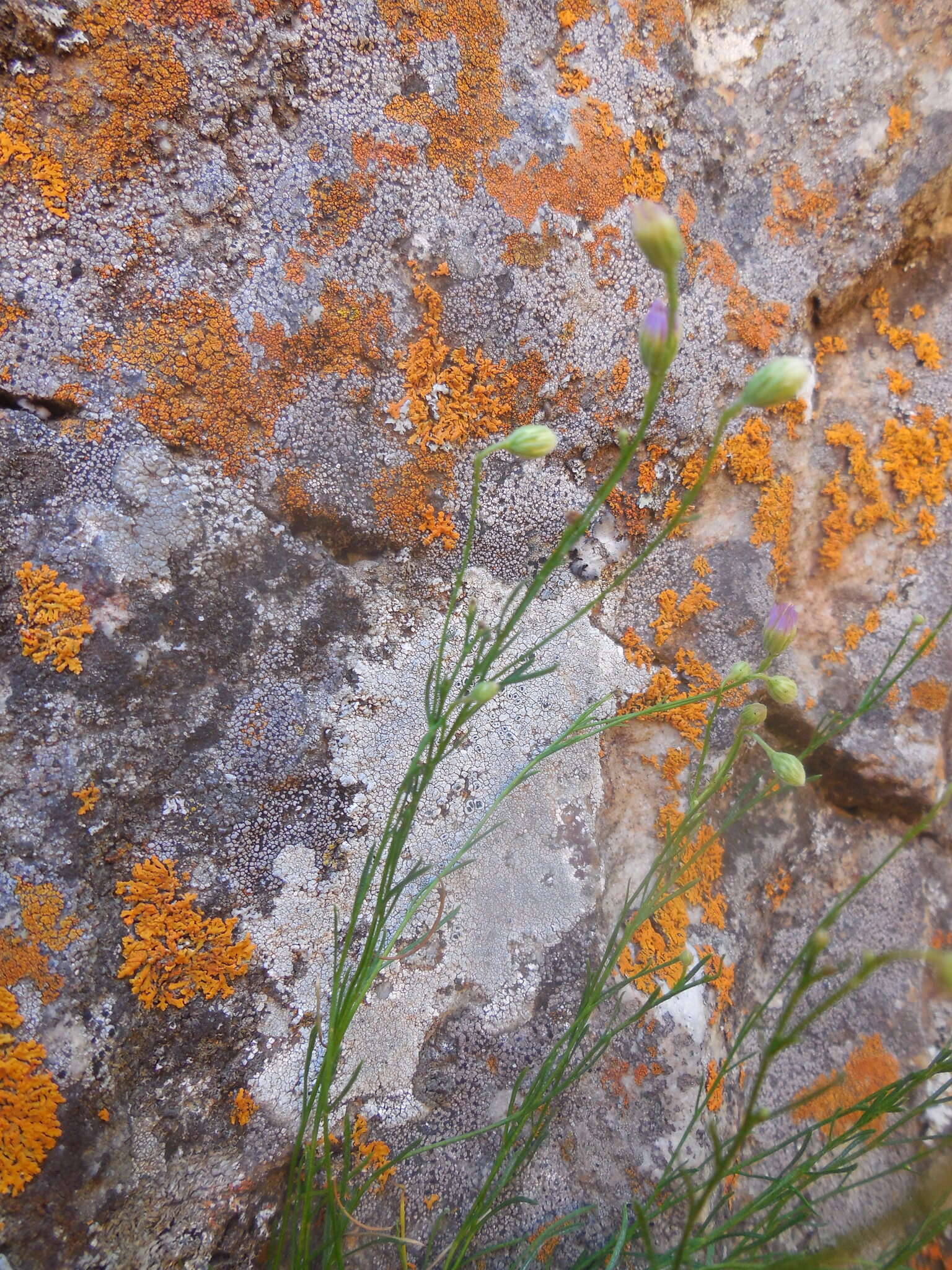 Image of sand fleabane