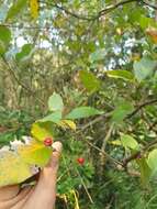 Image of Photinia arguta Wall. ex Lindl.