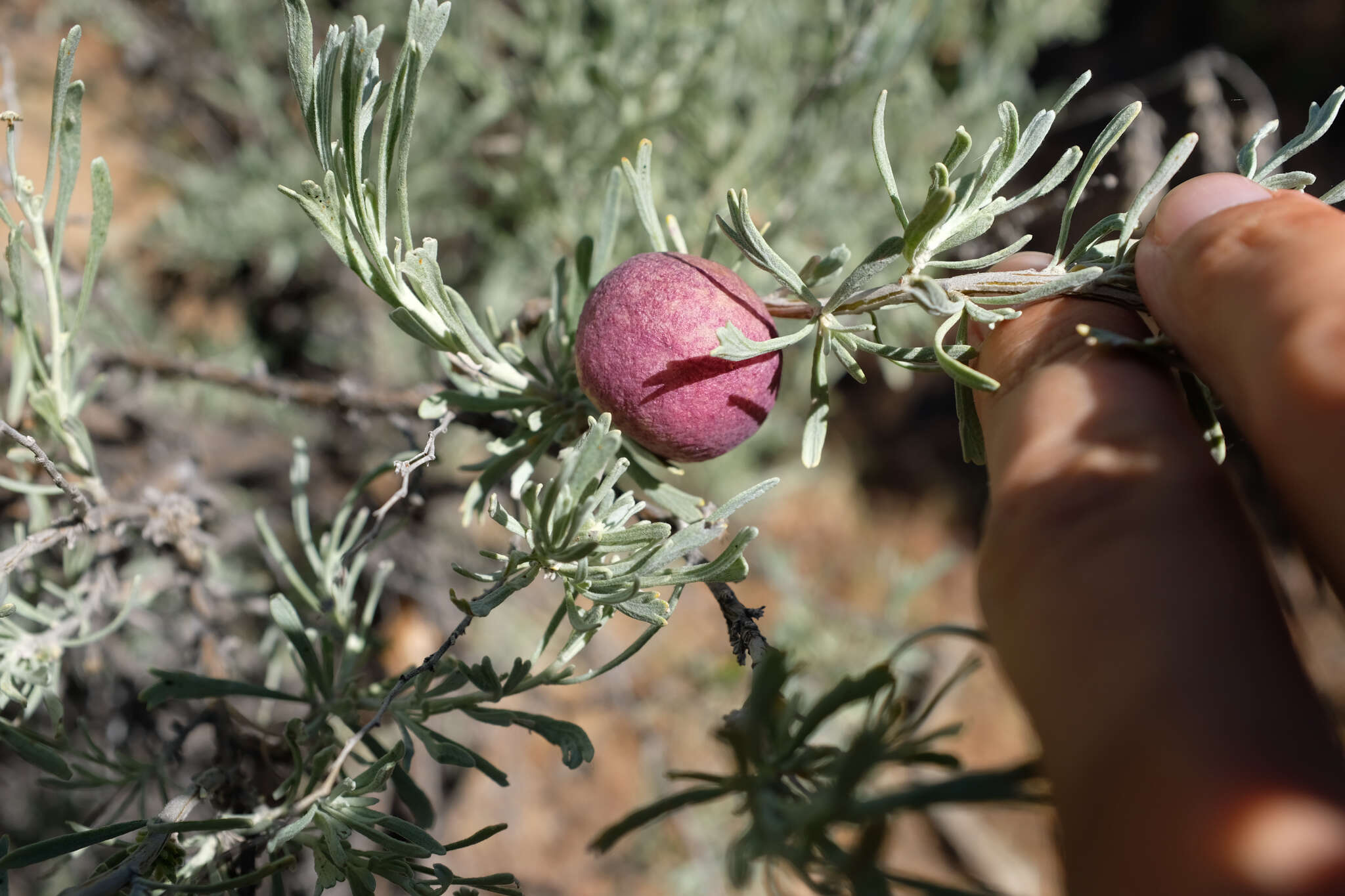 Image of Rhopalomyia calvipomum Gagne 1983