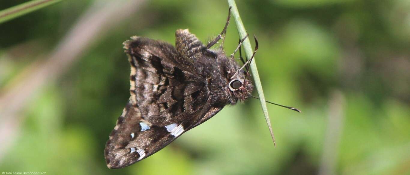 Image de Codatractus bryaxis Hewitson 1867